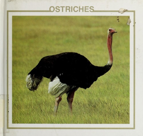 Ostriches cover