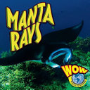 Manta Rays cover