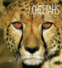 Cheetahs cover