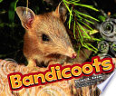 Bandicoots cover