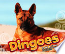 Dingoes cover