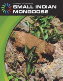 Small Indian Mongoose cover