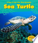 Sea Turtle cover