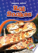 Rat Snakes cover
