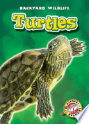 Turtles cover