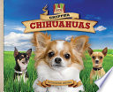 Chipper Chihuahuas cover