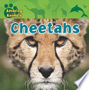 Cheetahs cover