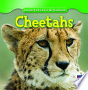 Cheetahs cover