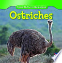 Ostriches cover