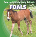 Foals cover