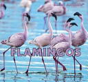 Flamingos cover
