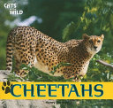Cheetahs cover