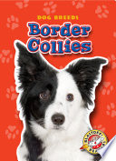 Border Collies cover