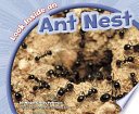 Look Inside an Ant Nest cover