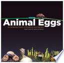 Animal Eggs: An Amazing Clutch of Mysteries and Marvels cover