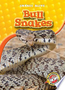 Bull Snakes cover