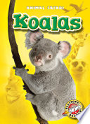 Koalas cover