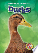Ducks cover