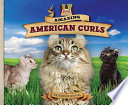 Amazing American Curls cover