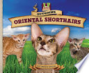 Outgoing Oriental Shorthairs cover