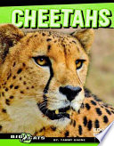 Cheetahs cover