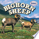 Bighorn Sheep cover