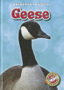 Geese cover