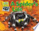 A Spider's Life cover