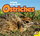 Ostriches cover