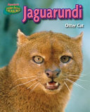 Jaguarundi: Otter Cat cover
