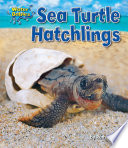 Sea Turtle Hatchlings cover