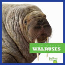 Walruses cover