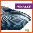 Whales cover