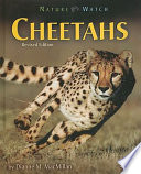 Cheetahs cover