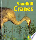 Sandhill Cranes cover