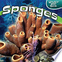 Sponges cover
