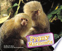 Pygmy Marmosets cover