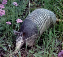 Armadillos cover