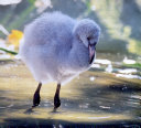 Flamingos cover