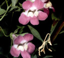 Flowers cover