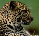 Leopards cover