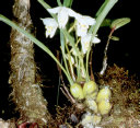 Orchids cover