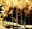 Trees cover