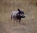 Warthogs cover