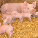 Pigs cover