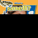 What Is Smell? cover