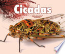 Cicadas cover