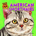 American Shorthairs cover