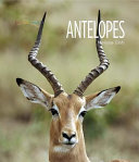Antelopes cover