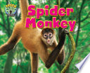 Spider Monkey cover